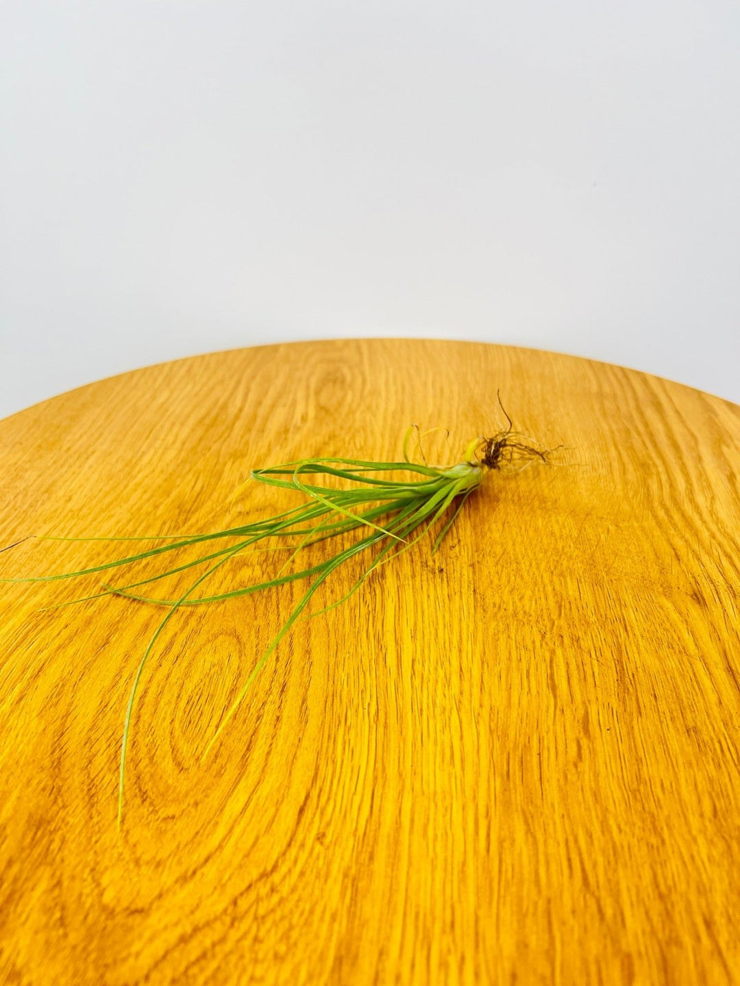 Tillandsia Balbisiana | Uprooted