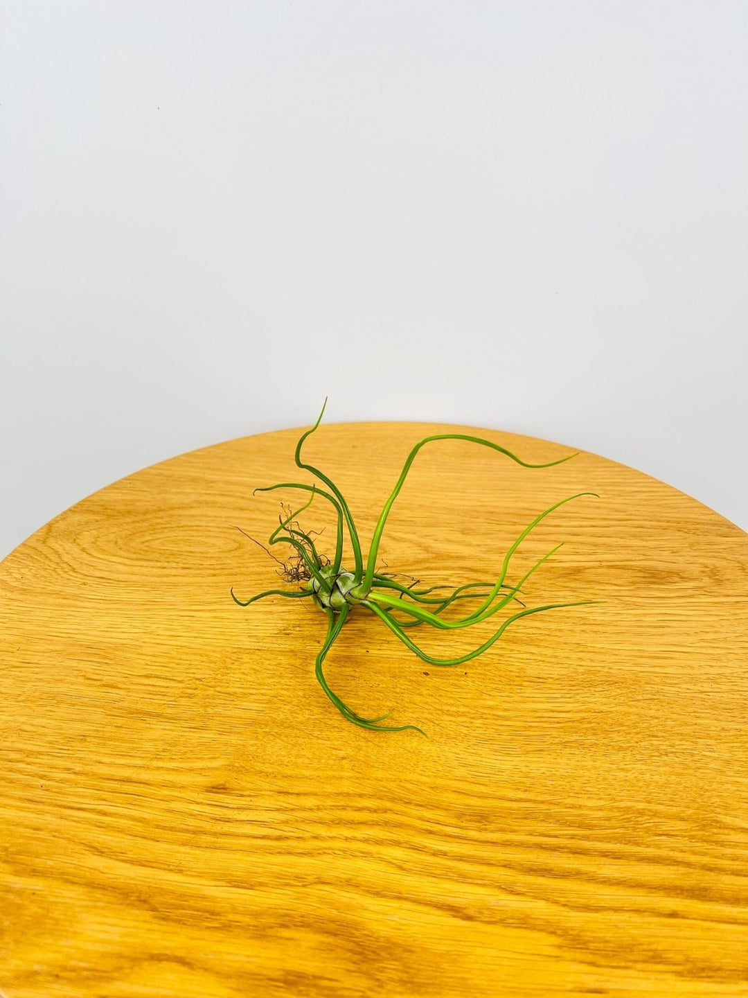 Tillandsia Bulbosa | Uprooted