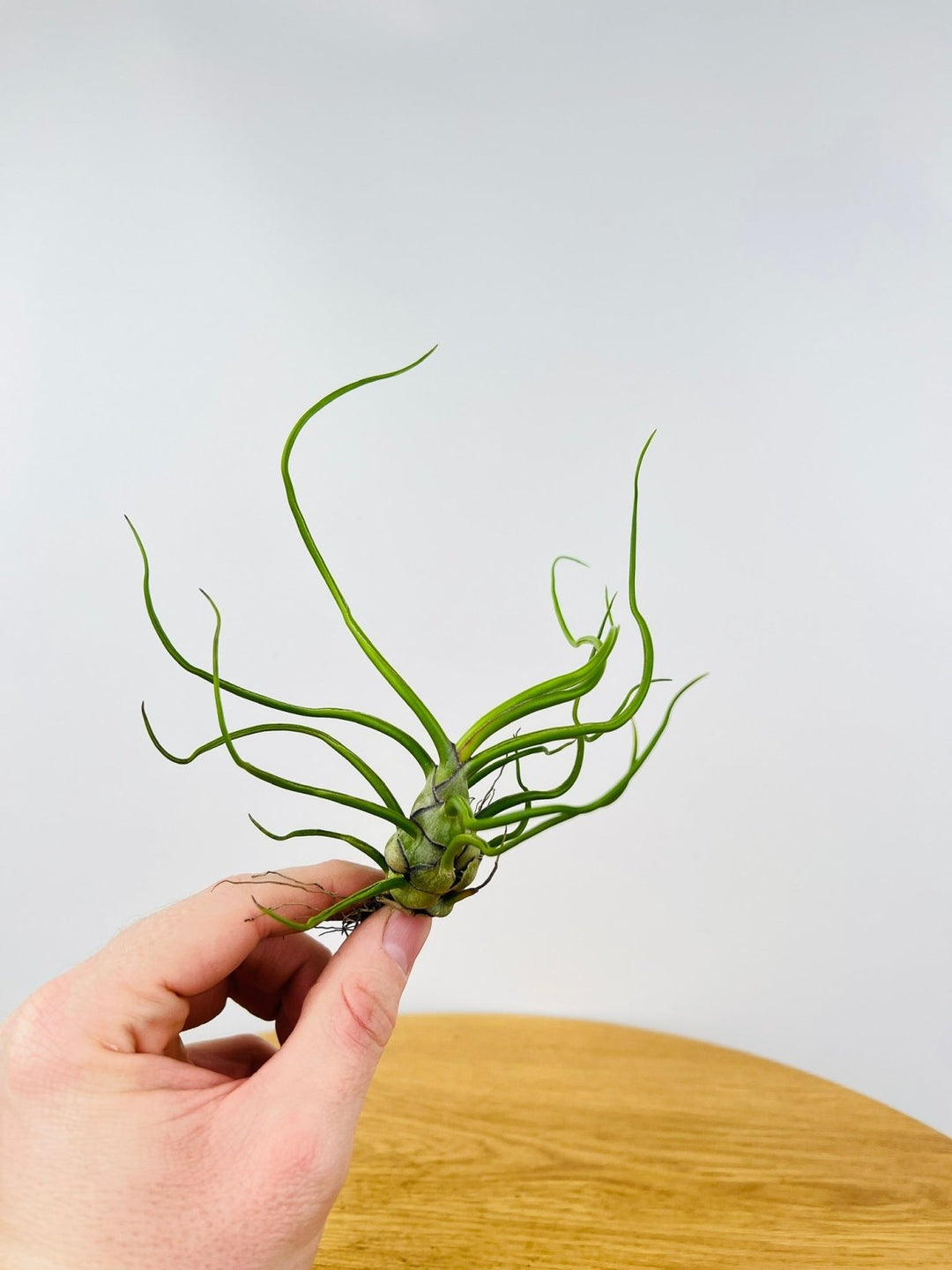 Tillandsia Bulbosa | Uprooted