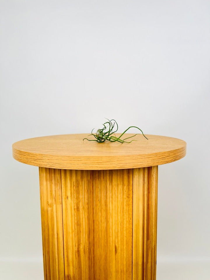 Tillandsia Bulbosa | Uprooted