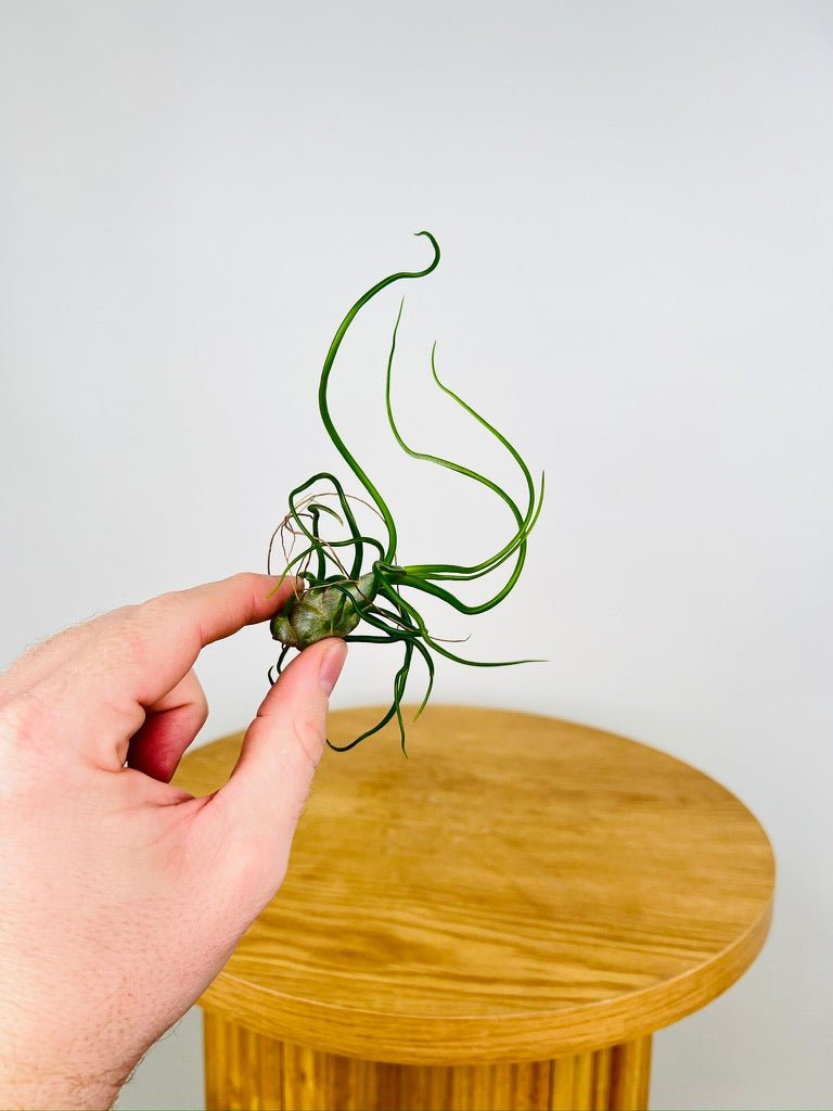 Tillandsia Bulbosa | Uprooted