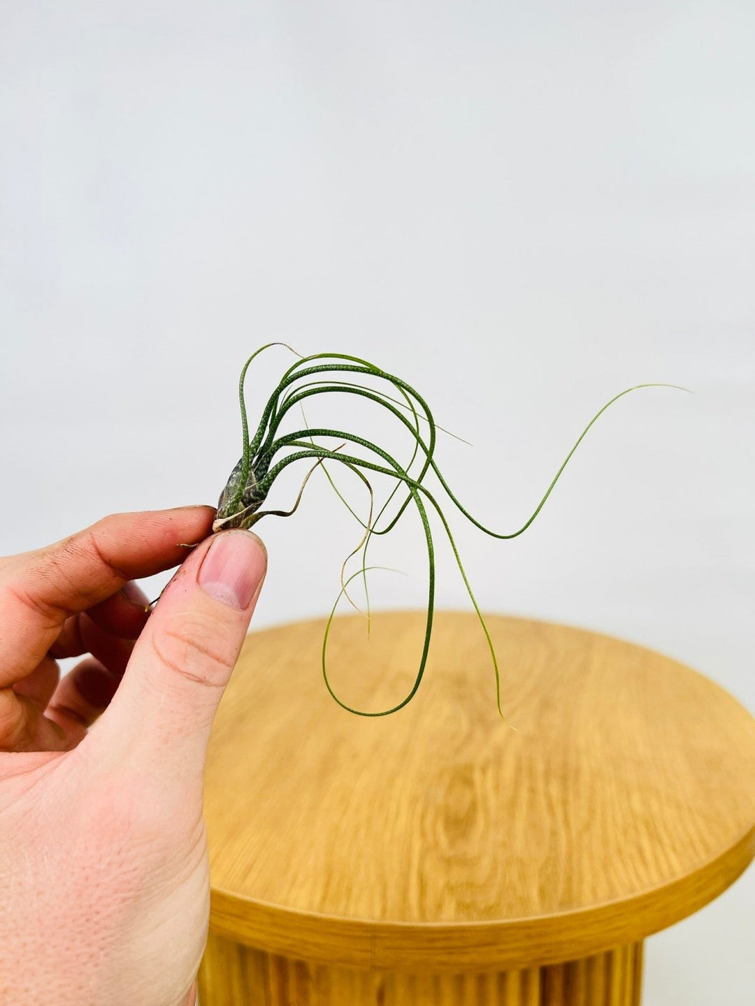 Tillandsia Butzii | Uprooted