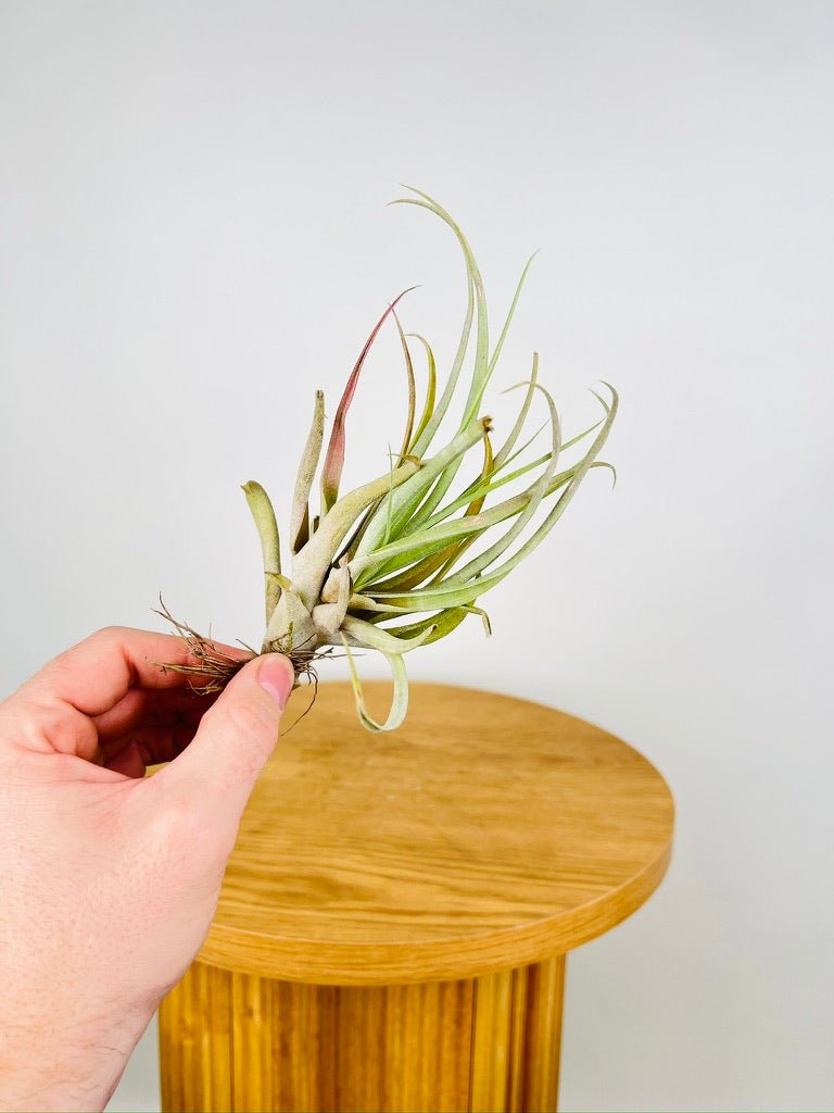 Tillandsia Capitata “Rio Hondo” | Uprooted