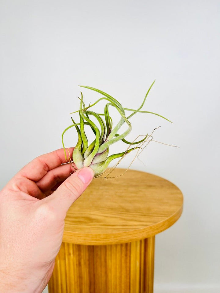 Tillandsia Caput-Medusae | Uprooted