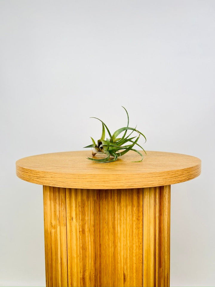 Tillandsia Flexuosa Var Vivipara | Uprooted