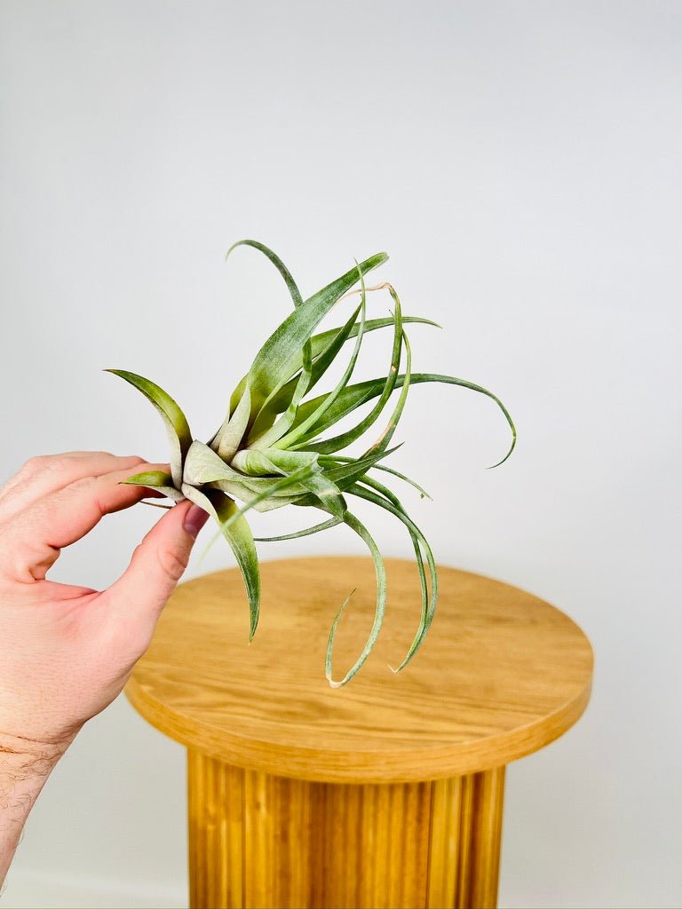 Tillandsia Flexuosa Var Vivipara | Uprooted