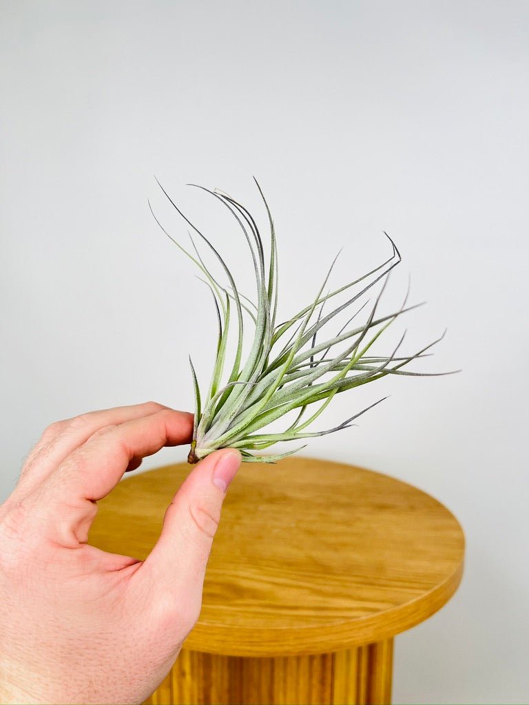 Tillandsia Houston | Uprooted