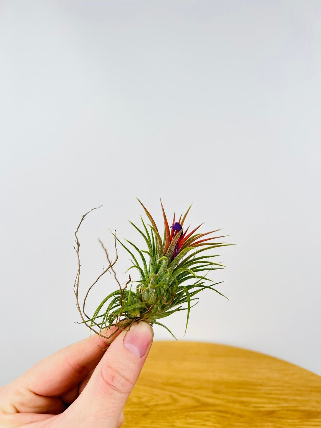 Tillandsia Ionantha | Uprooted