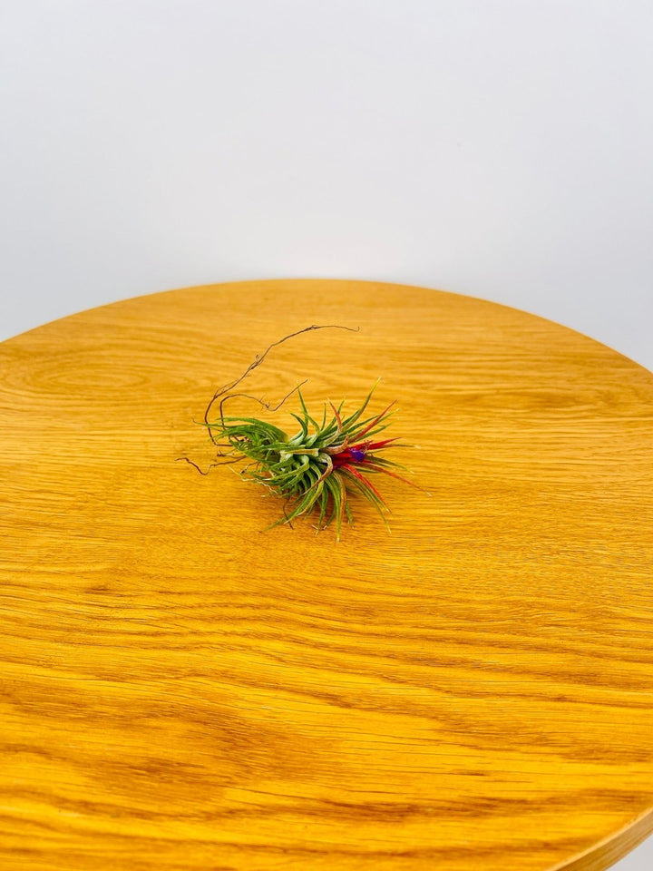 Tillandsia Ionantha | Uprooted