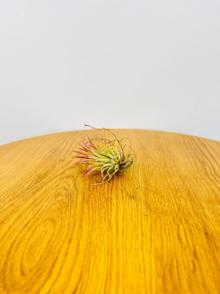 Tillandsia Ionantha | Uprooted