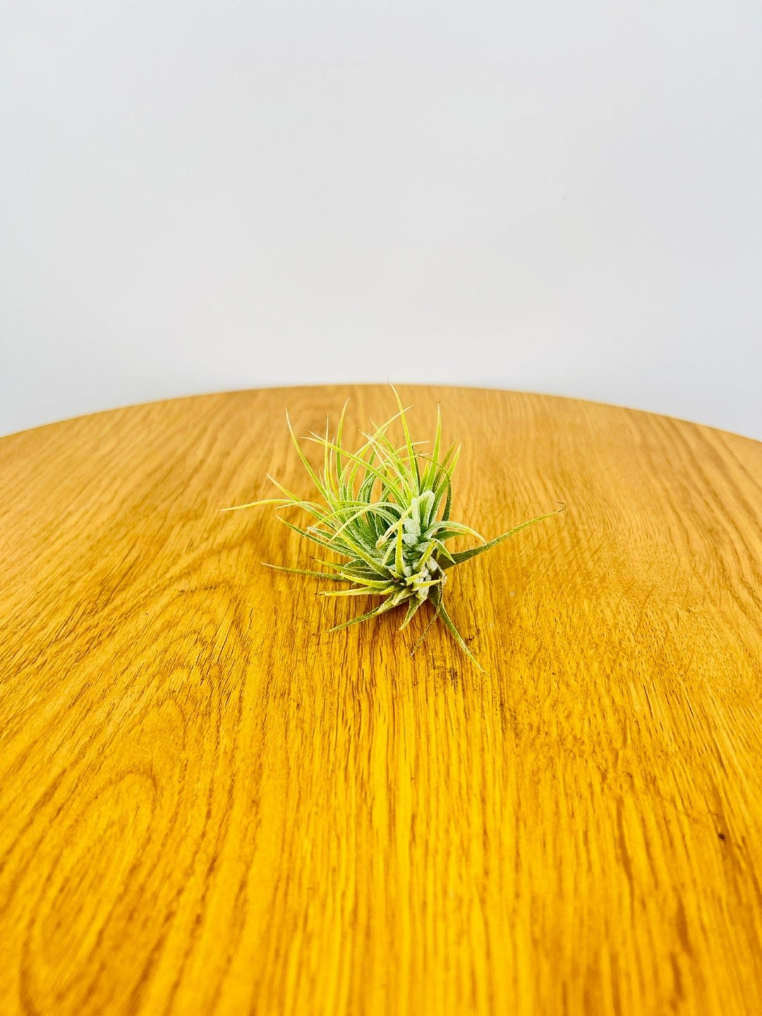 Tillandsia Ionantha "Druid" | Uprooted