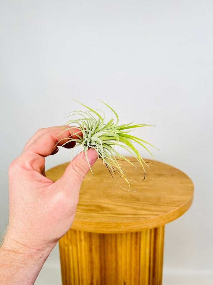 Tillandsia Ionantha "Druid" | Uprooted