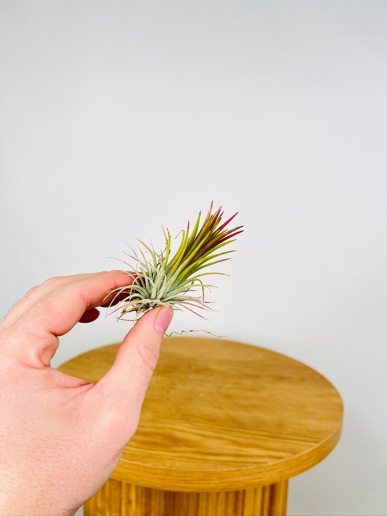 Tillandsia Ionantha Rubra | Uprooted