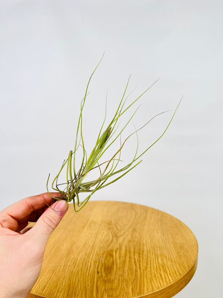 Tillandsia Schiedeana | Uprooted