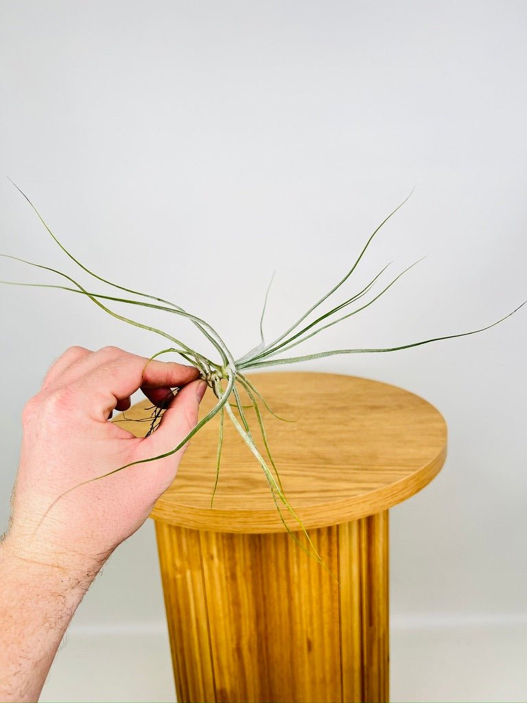 Tillandsia Schiedeana | Uprooted