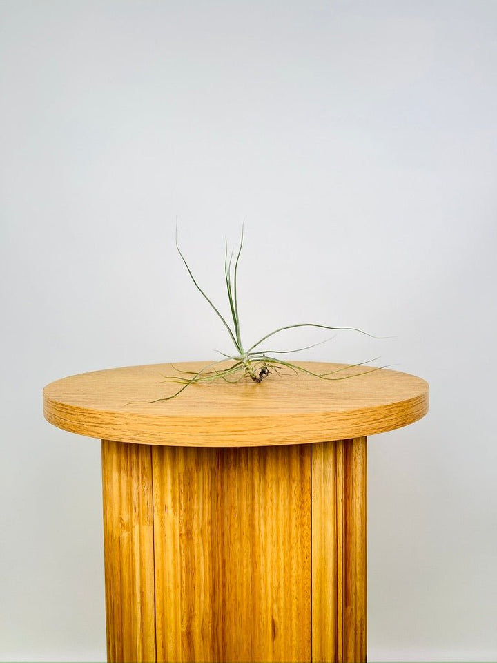 Tillandsia Schiedeana | Uprooted