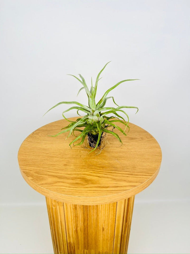 Tillandsia Streptophylla | Uprooted