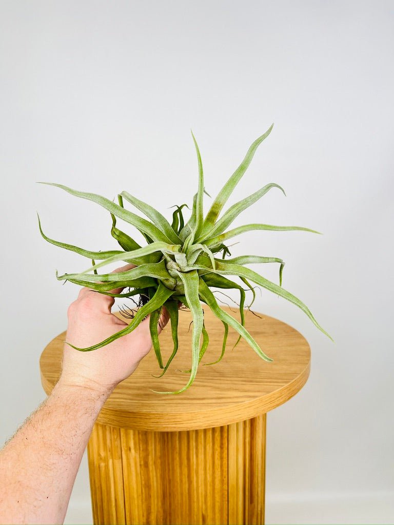 Tillandsia Streptophylla | Uprooted