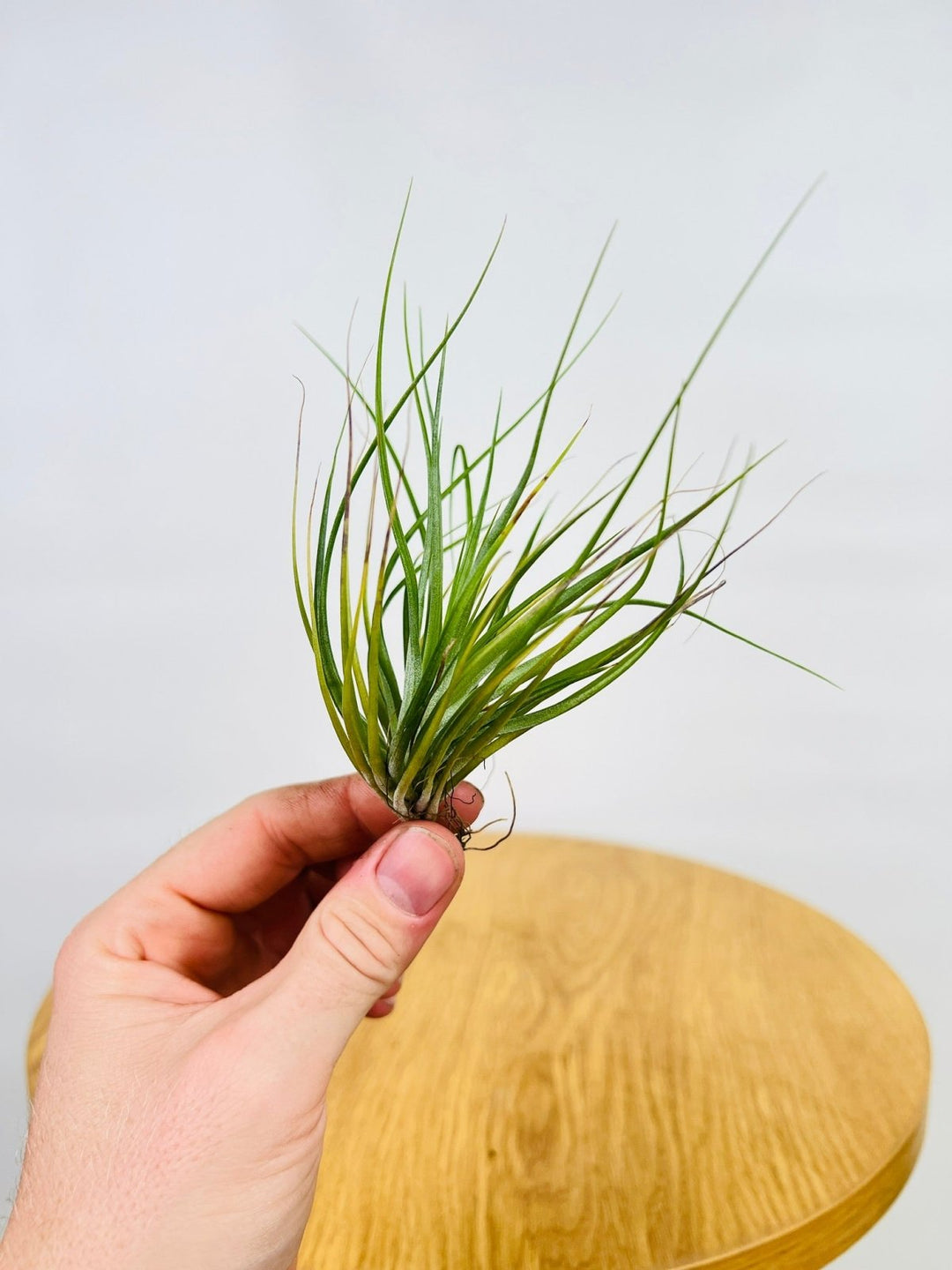 Tillandsia Stricta "Bak" | Uprooted