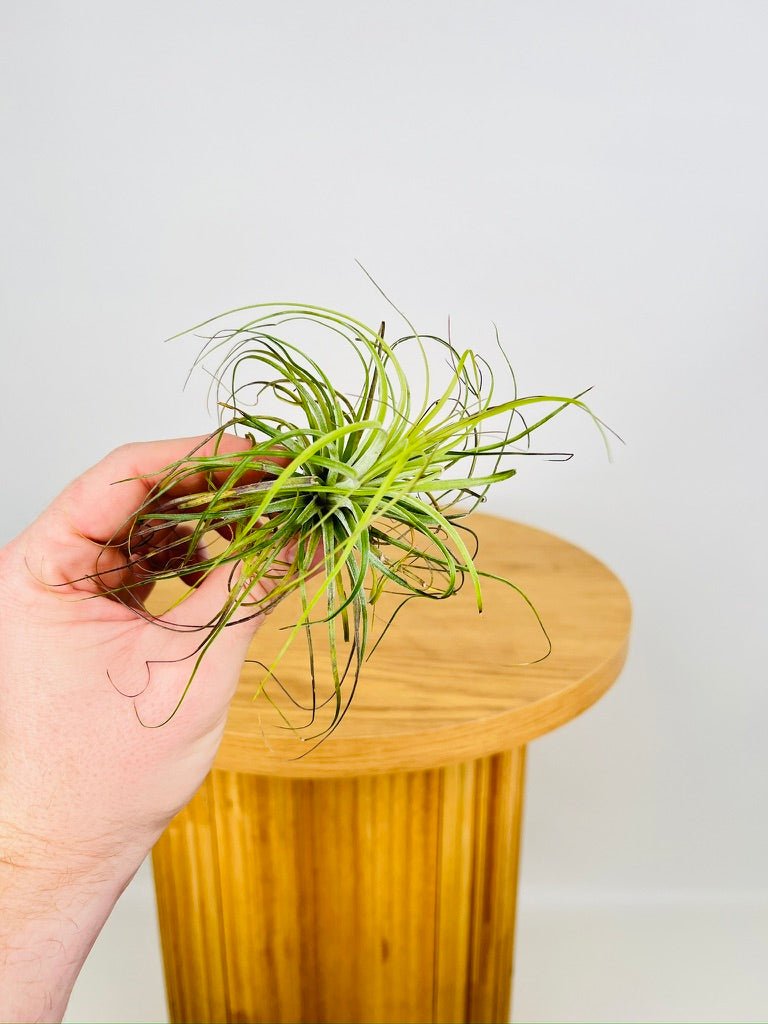 Tillandsia Stricta | Uprooted