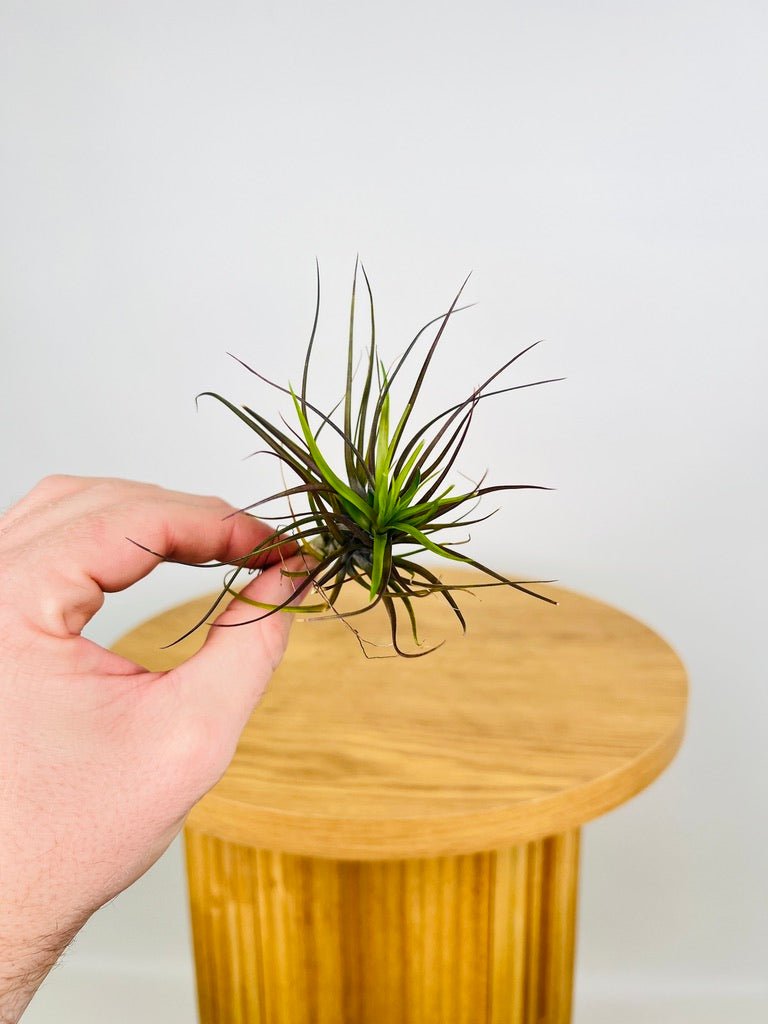 Tillandsia Tenuifolia | Uprooted