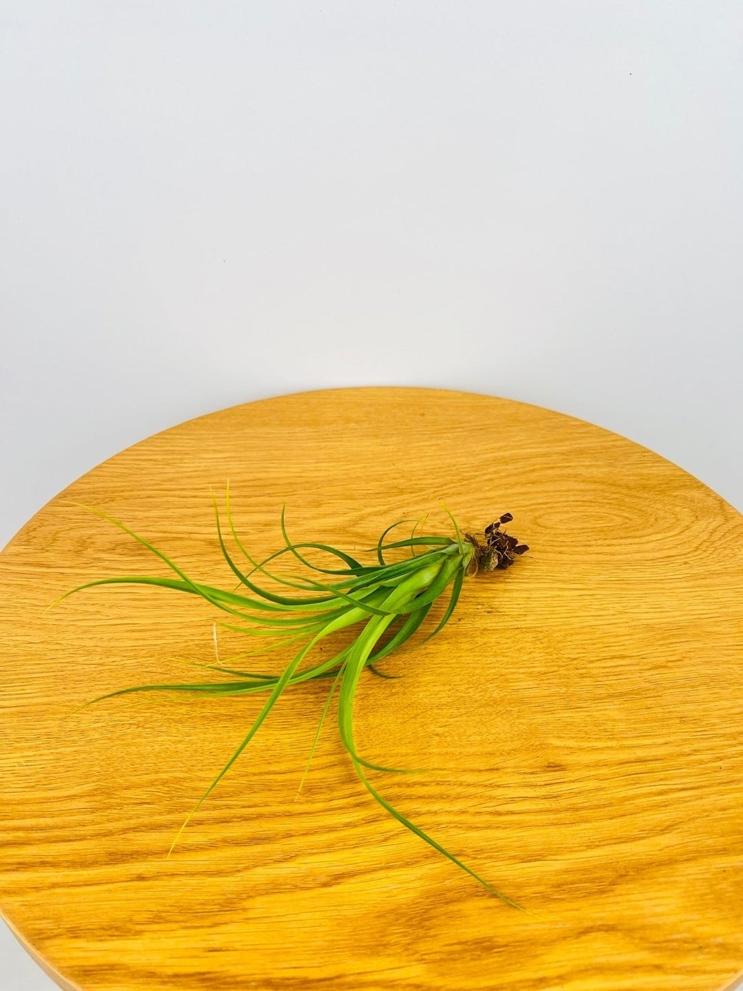 Tillandsia Variabilis | Uprooted