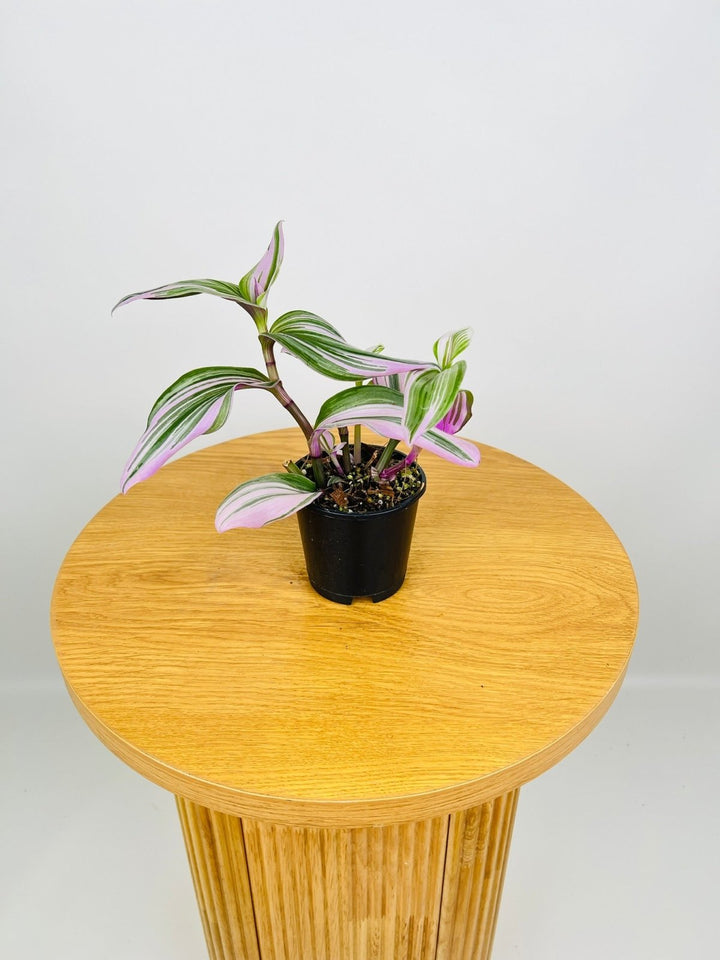 Tradescantia Bubblegum Lilac | Uprooted