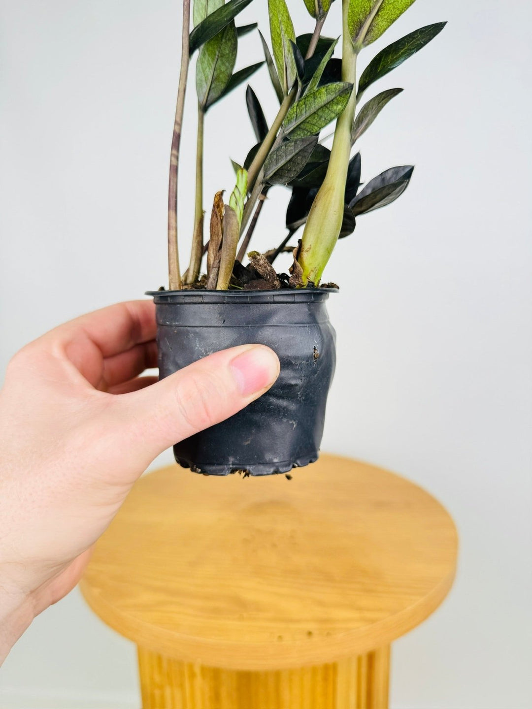 Zamioculcas Zamiifolia - Jungle Warrior | Uprooted