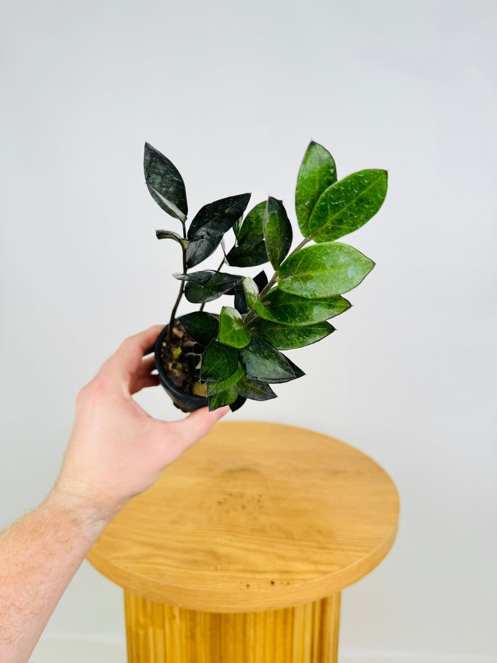 Zamioculcas Zamiifolia - Jungle Warrior | Uprooted