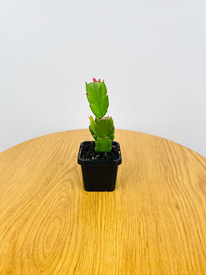 Zygocactus Exotic Dancer | Uprooted